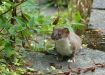 Stoat